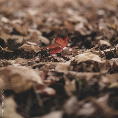 autumn leaf on the ground