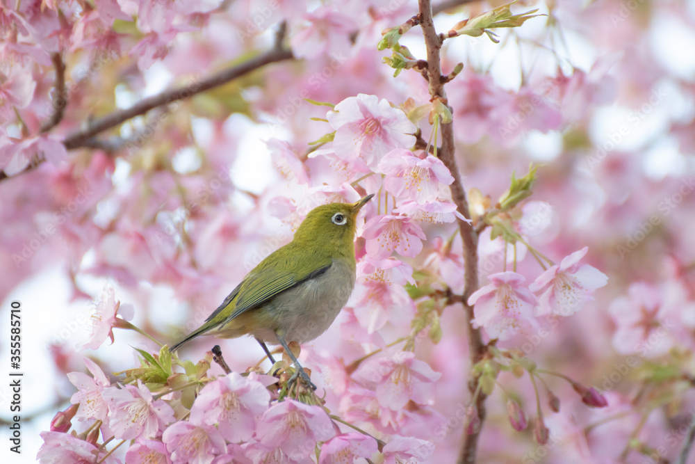 河津桜とメジロ