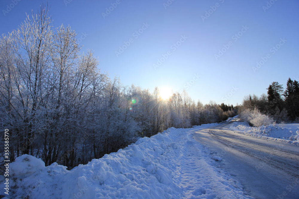 The white tree in the forest at Sweden winter time The white tree in the forest at Sweden winter time