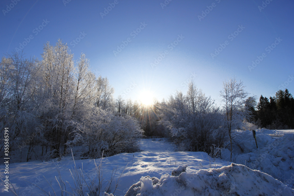 The white tree in the forest at Sweden winter time The white tree in the forest at Sweden winter time