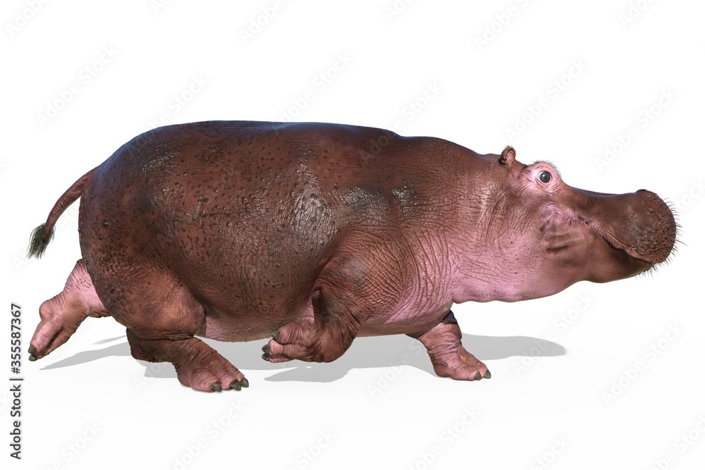 Hippopotamus isolated on white background 3d illustration Hippopotamus isolated on white background 3d illustration