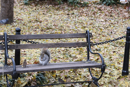bird and squirrel on a bench in the park