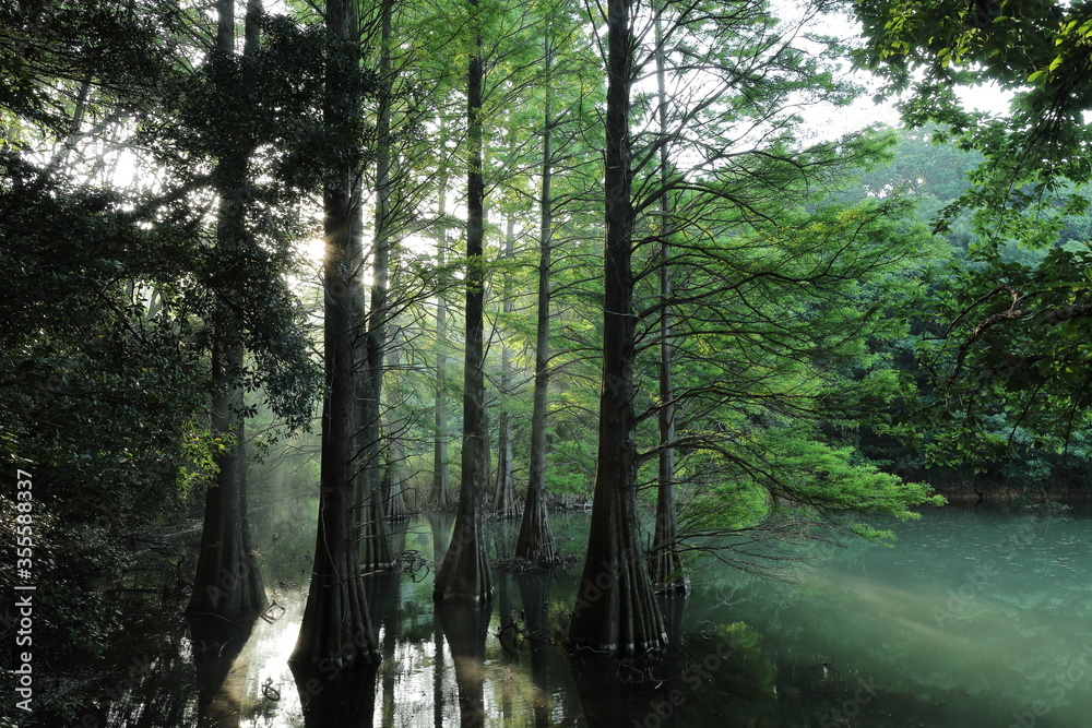 Obraz premium trees in the forest