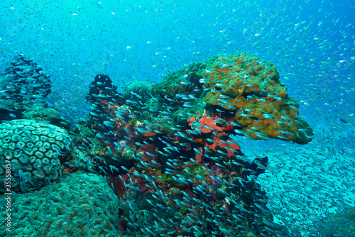Fototapeta Naklejka Na Ścianę i Meble -  Luminous cardinalfish and corals	
