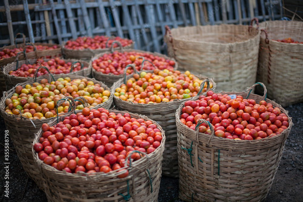 baskets of fresh tomato