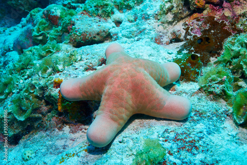 Big starfish