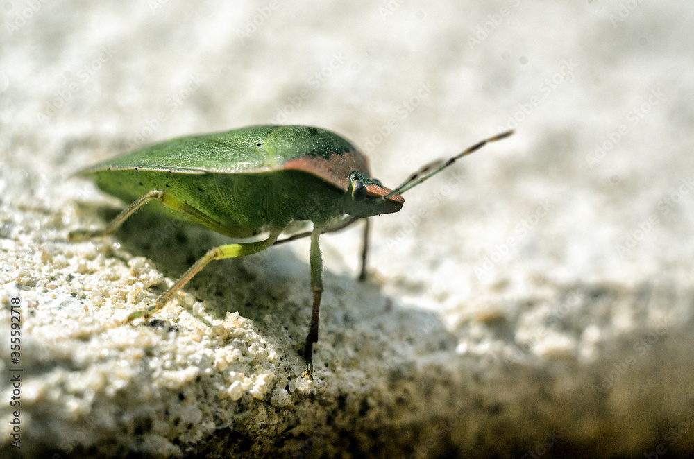 bug on the wall bug on the wall