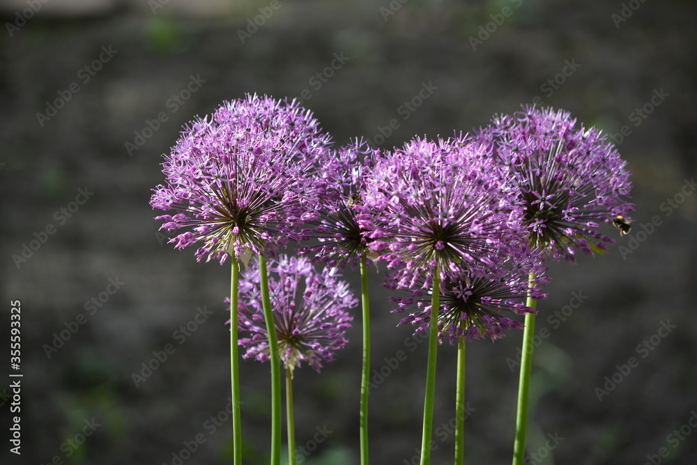 Decorative onion blooming light purple flowers on a green background Decorative onion blooming light purple flowers on a green background