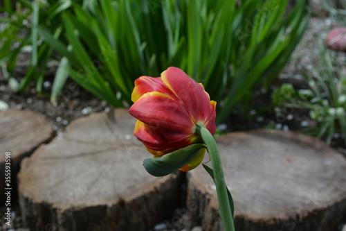 A wonderful view of the blooming red tulips blooming in the spring garden.
