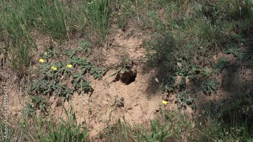 Zooming on on a bird nest made into a sandy ground of a roadside photo