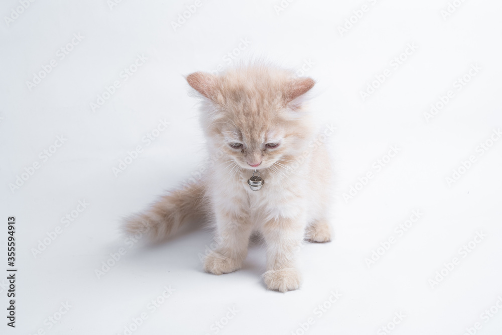 Persian kitten on White background.