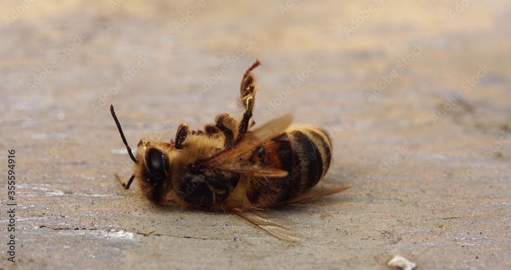 The bee is dying. A dead bee macro. The death of honey bees and ...