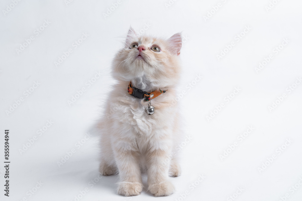 Persian kitten on White background.