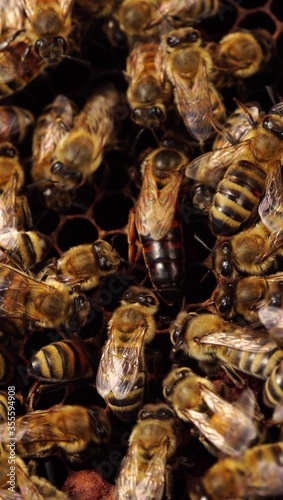 Queen bee on a honeycomb close up. Beekeeping (or apiculture). Bee colony in hive