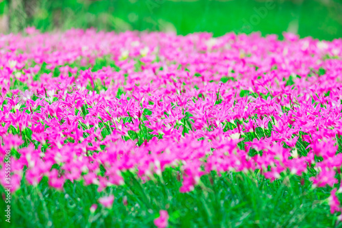 Pink rain lily flower (Zephyranthas sp.) © tanoochai