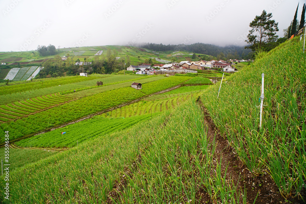 a plantation area in the cool mountains, producing lots of vegetables, the location is called CEMOROSEWU, in the city of KARANGANYAR, CENTRAL JAVA, INDONESIA