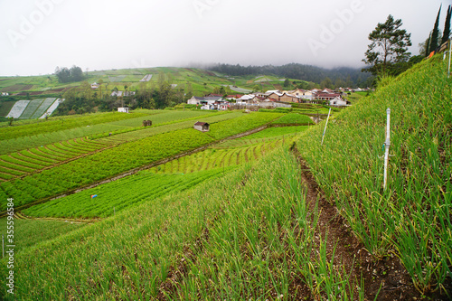 a plantation area in the cool mountains  producing lots of vegetables  the location is called CEMOROSEWU  in the city of KARANGANYAR  CENTRAL JAVA  INDONESIA