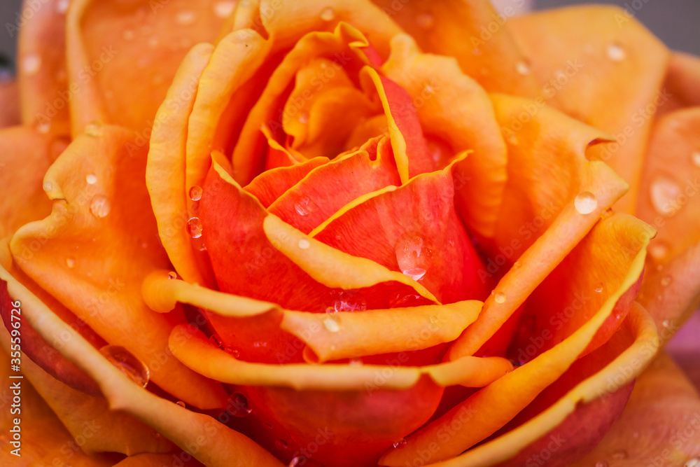 close up of a rose close up of a rose