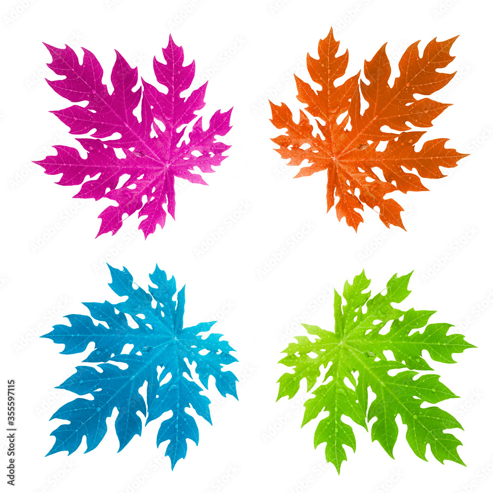 colorful papaya leaf colorful papaya leaf