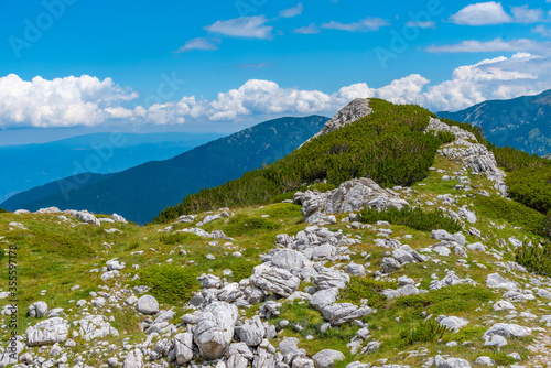 forests spreading on hills of Pirin national park in Bulgaria photo