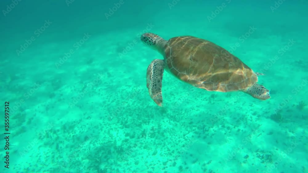 Hawksbill turtle underwater. Close up. Snorkeling at Shark Ray Alley in Belize