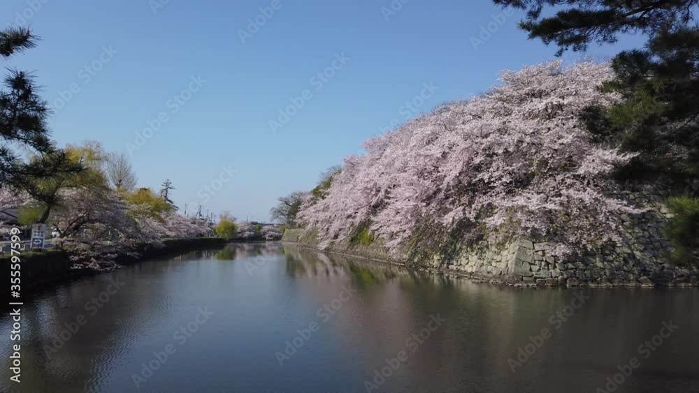Hikone Castle Moat in Spring, Sakura flowers in full bloom Hikone Castle Moat in Spring, Sakura flowers in full bloom