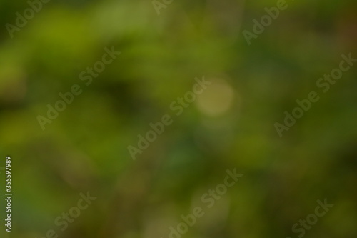green grass background