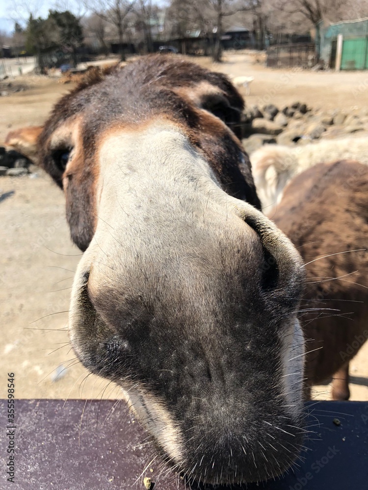 Fototapeta premium wild boar in zoo