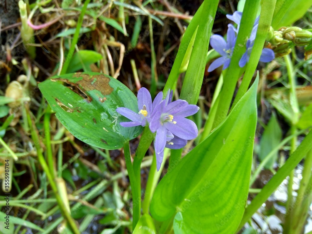 Pontederia vaginalis (heartshape false pickerelweed, oval-leafed pondweed, enceng sawang, wewehan) with a natural background. Each has six purple-blue tepals just over a centimeter long. Pontederia vaginalis (heartshape false pickerelweed, oval-leafed pondweed, enceng sawang, wewehan) with a natural background. Each has six purple-blue tepals just over a centimeter long.