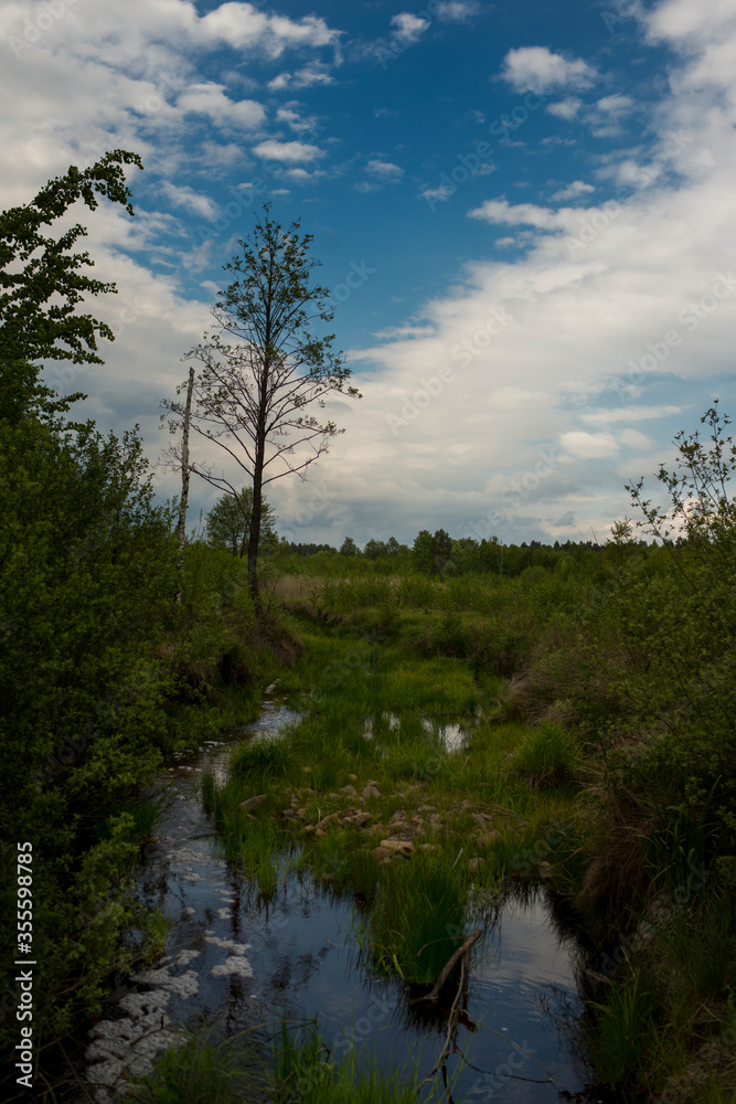 WIld Forest And River in Ukraine