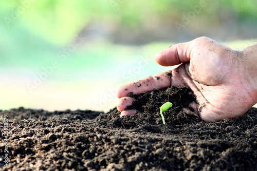 Male hands are planting saplings