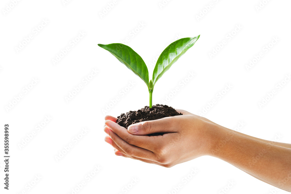 hand holding young plant isolate on white background hand holding young plant isolate on white background