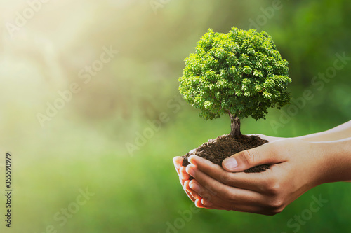 hand holding tree on green nature with sunshine background. evironment eco earth day concept