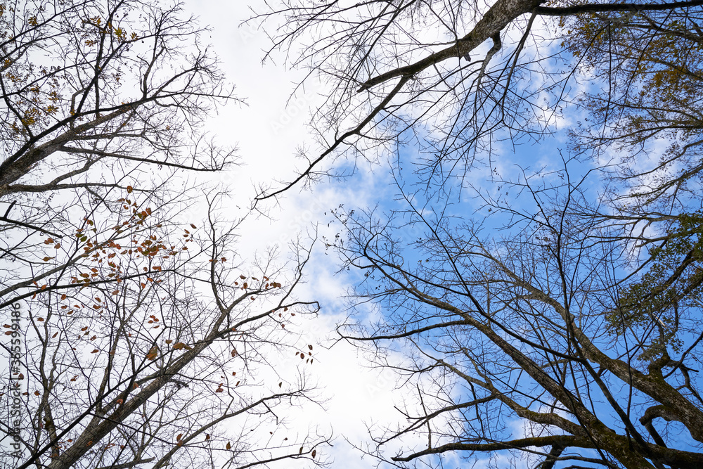 perspective branch trees with blue sky and cloud perspective branch trees with blue sky and cloud
