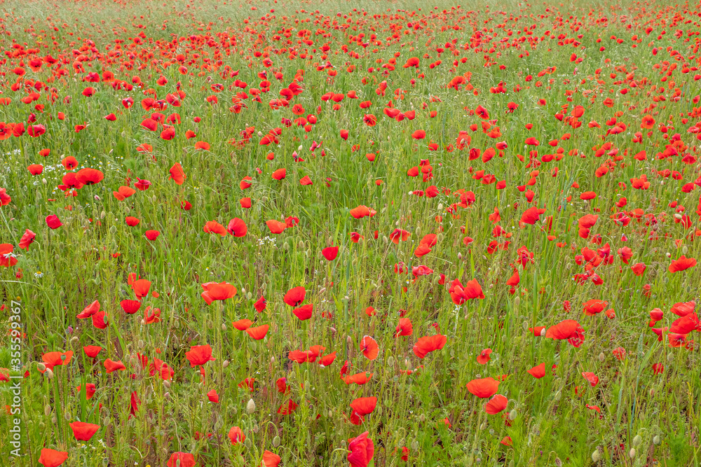 many red poppies stand on a field