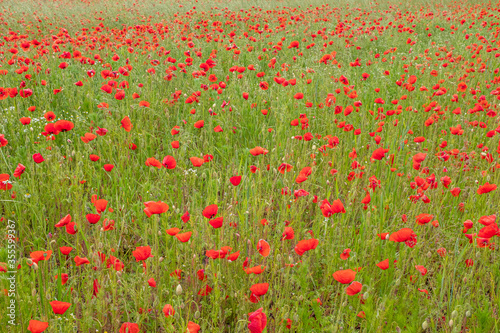 many red poppies stand on a field