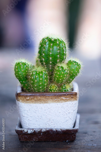 Green cactus with needles on blur background. photo