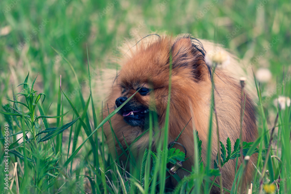 German monkey dog 2025