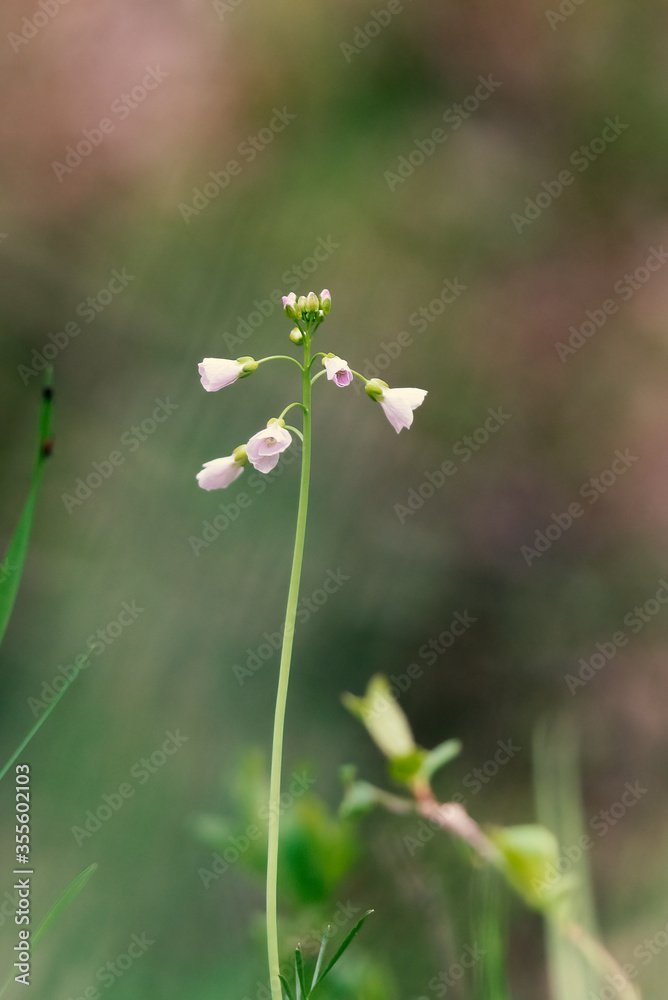 Wildflowers in the field. Wildflowers in the meadow Wildflowers in the field. Wildflowers in the meadow
