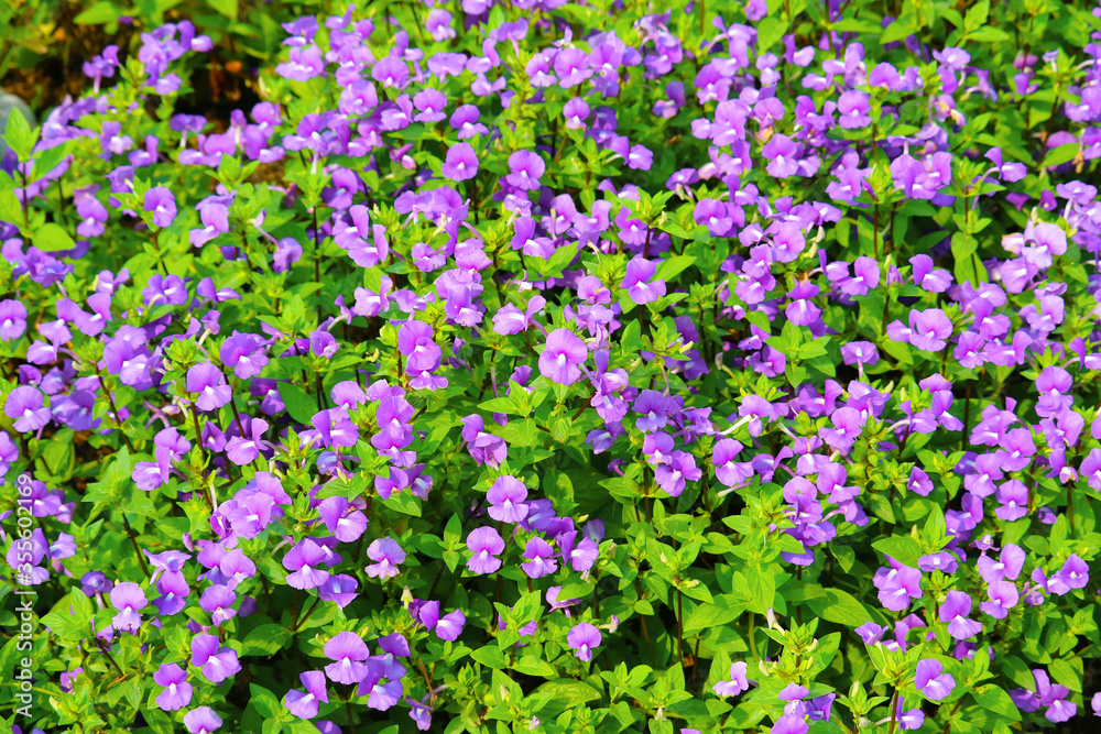 Blue Hawaii is Biennial plants that can be released throughout the year Blue Hawaii is Biennial plants that can be released throughout the year