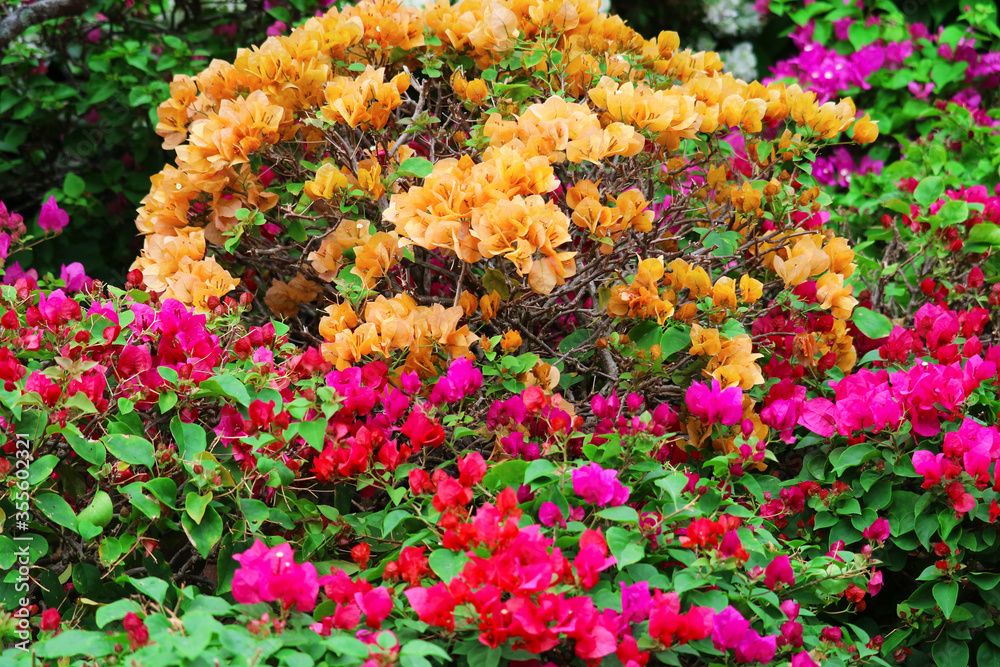 multi color Bougainvillea flowers tree in the park multi color Bougainvillea flowers tree in the park