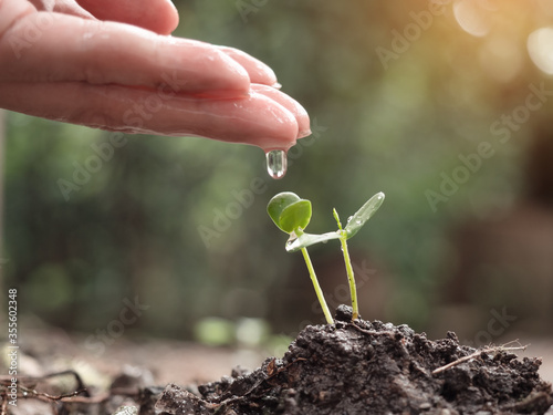 young sprout of plant in gardening in the soil
