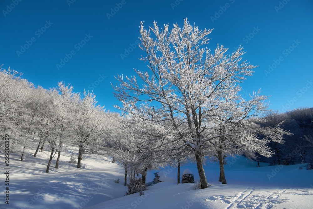 Frozen Forest In Winter Mountains Of Sicily Tourism Outdoor Activity Frozen Forest In Winter Mountains Of Sicily Tourism Outdoor Activity