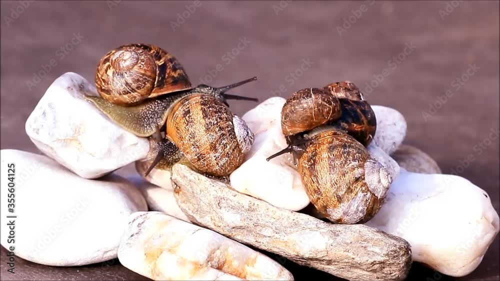 snails crawling over a stone, zoom in
snails crawling over a stone, zoom in