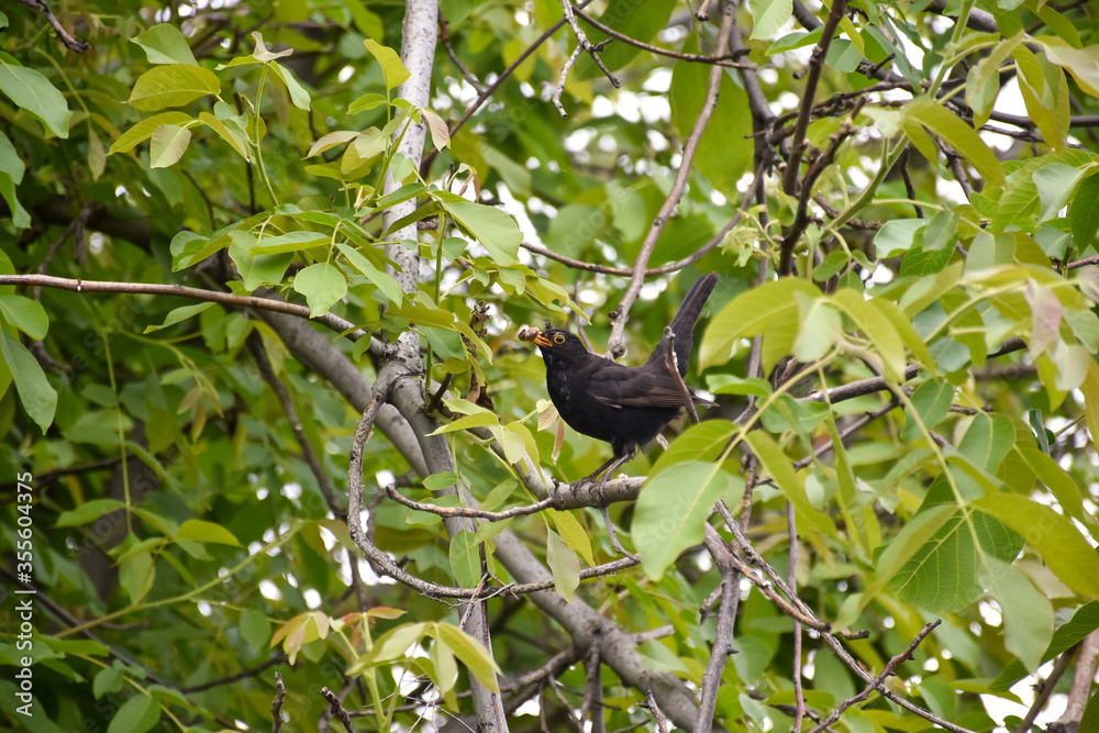 Blackbird that collects and catches insects in the garden to feed its chicks Blackbird that collects and catches insects in the garden to feed its chicks