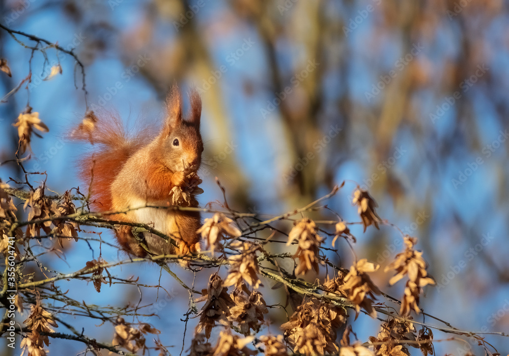 Squirrel on tree. Squirrel eating nut. Squirrel in the forest. Squirrel on tree. Squirrel eating nut. Squirrel in the forest.