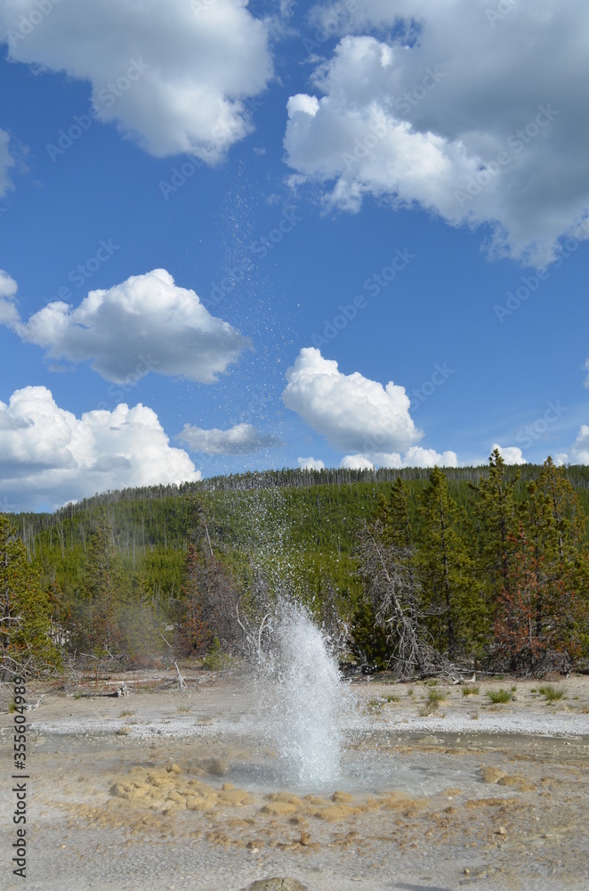 Late Spring in Yellowstone National Park: Vixen Geyser Spouts into the Blue Sky in the Back Basin Area of Norris Geyser Basin Late Spring in Yellowstone National Park: Vixen Geyser Spouts into the Blue Sky in the Back Basin Area of Norris Geyser Basin