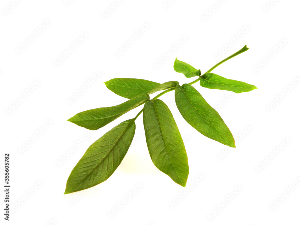 walnut leaves isolated on white background walnut leaves isolated on white background