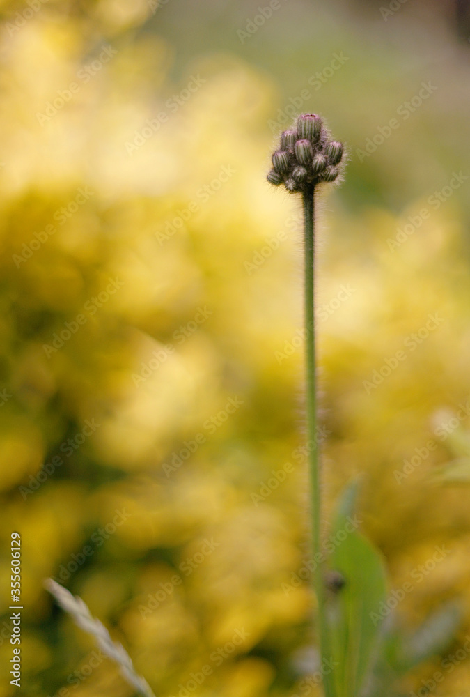 delicate flower bud on blurred background delicate flower bud on blurred background