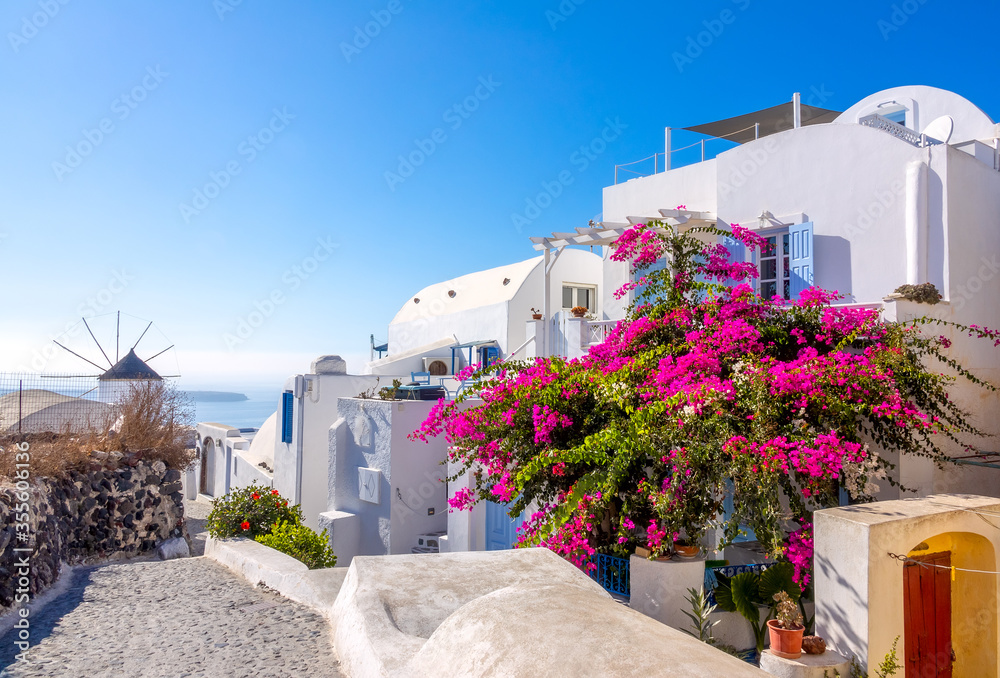 Fototapeta premium Deserted Oia Street and a Large Flowering Bush